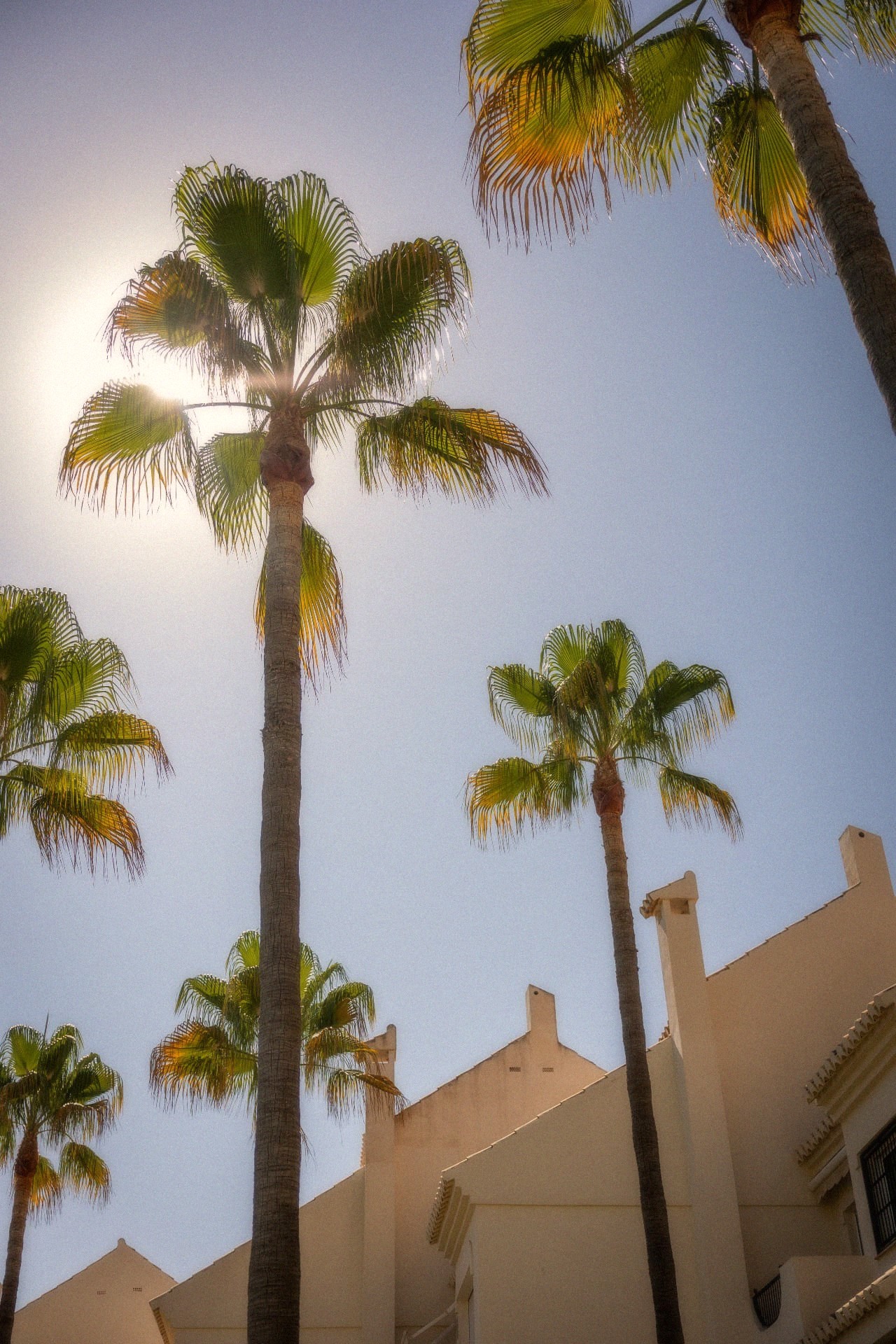 Palmbomen tegen een heldere blauwe lucht